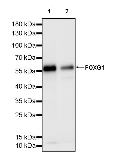 FOXG1 Recombinant Rabbit mAb (S-5244)