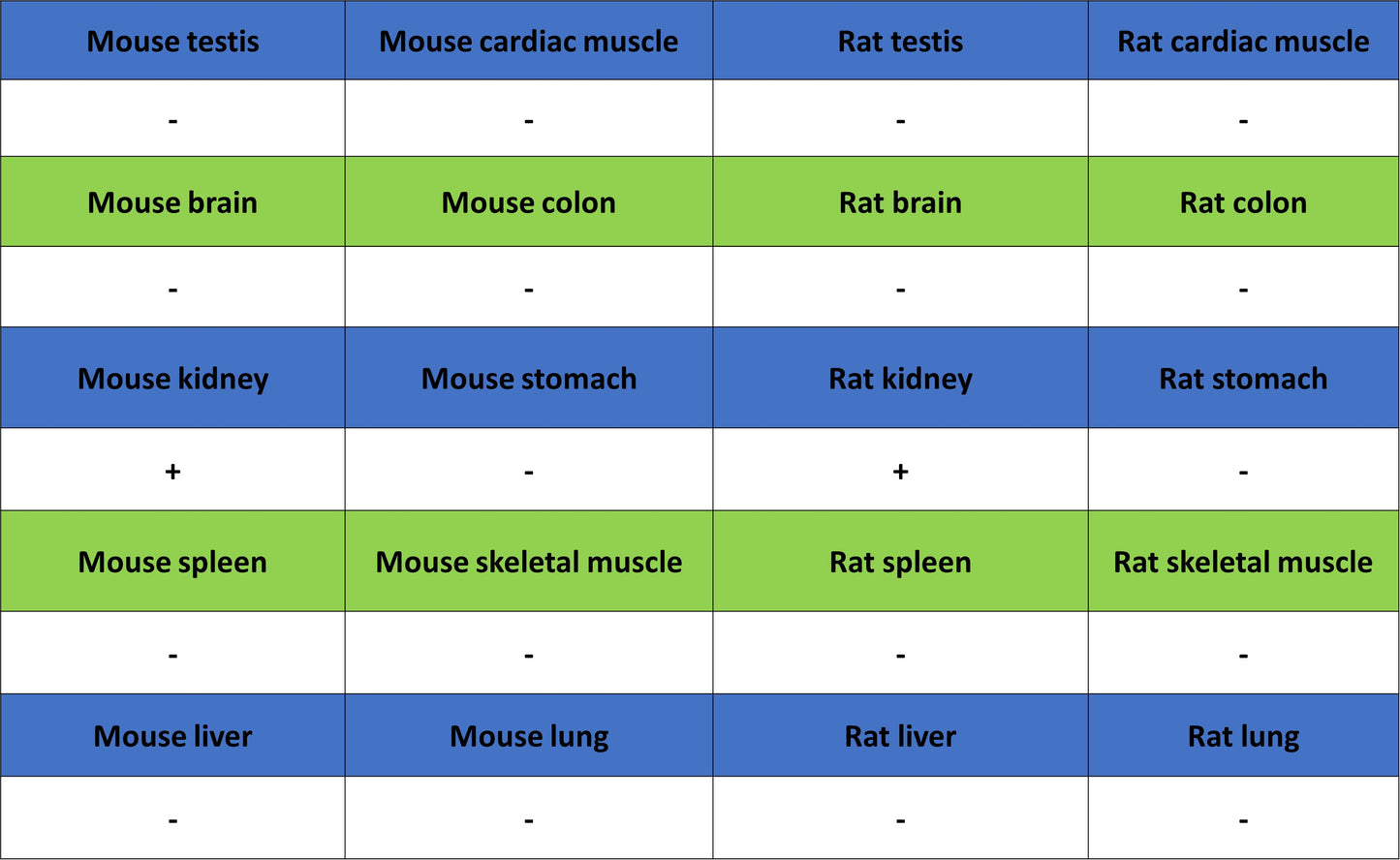 BSND Recombinant Rabbit mAb (S-3815-70)