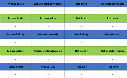 BSND Recombinant Rabbit mAb (S-3815-70)