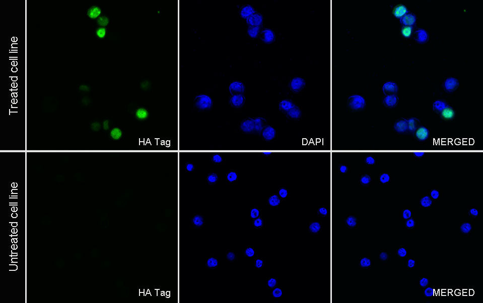 HA Tag Recombinant Rabbit mAb (Alexa Fluor® 488 Conjugate) (S-4144)