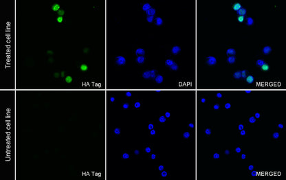 HA Tag Recombinant Rabbit mAb (Alexa Fluor® 488 Conjugate) (S-4144)