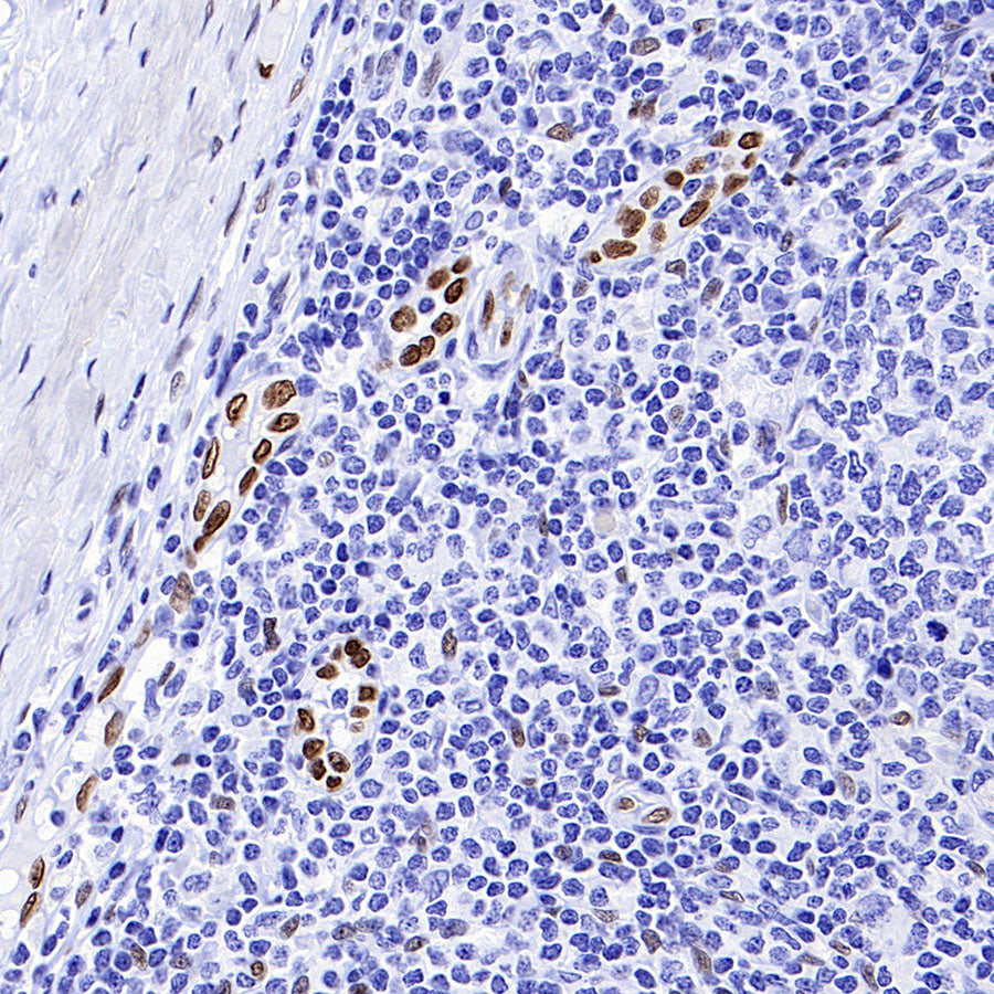IL-33 Recombinant Rabbit mAb (S-1700-223)