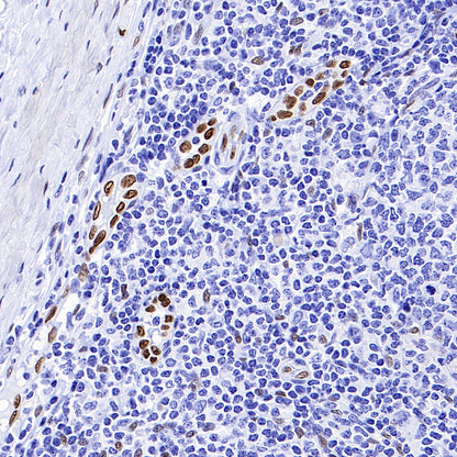 IL-33 Recombinant Rabbit mAb (S-1700-223)