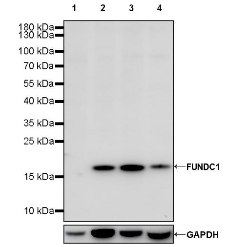FUNDC1 Rabbit Polyclonal Antibody