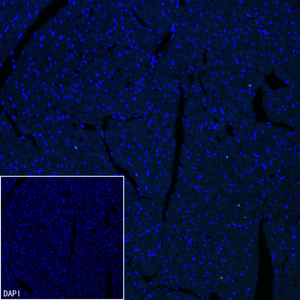 pan SCN Recombinant Rabbit mAb (S-5038)