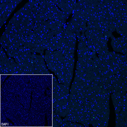 pan SCN Recombinant Rabbit mAb (S-5038)