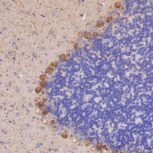 Calbindin Recombinant Rabbit mAb (S-774-378)