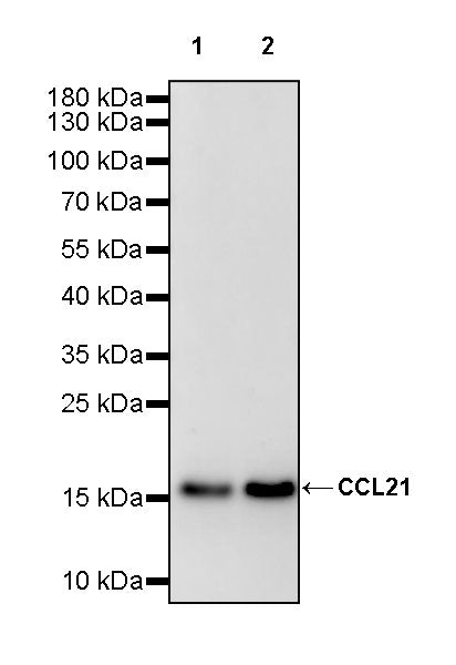 CCL21 Recombinant Rabbit mAb (S-3198-156)