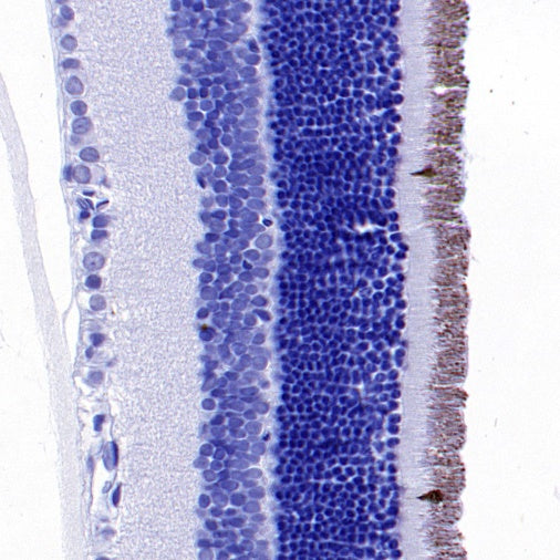 OPN1SW Rabbit Polyclonal Antibody