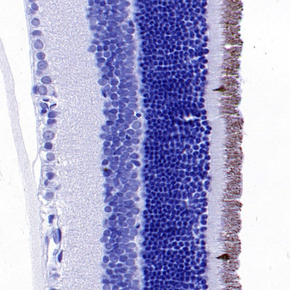 OPN1SW Rabbit Polyclonal Antibody