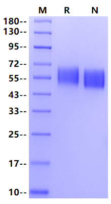 SIRP-α/CD172a His Tag Protein, Cynomolgus