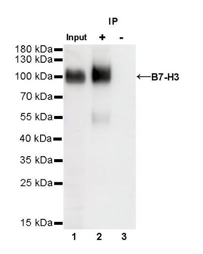 B7-H3 Recombinant Rabbit mAb (SDT-249-26)