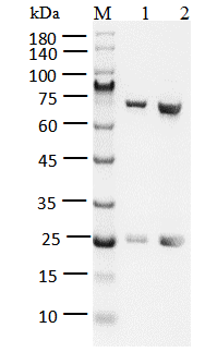 FGFR3[G697C] Protein