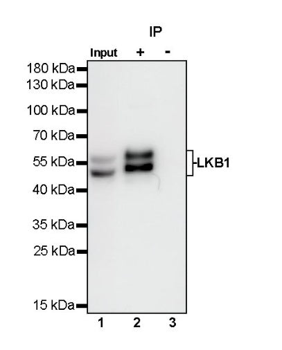 LKB1 Recombinant Rabbit mAb (S-1264-31)
