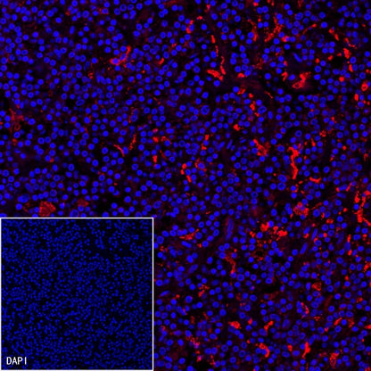 CD163 Recombinant Rabbit mAb (Alexa Fluor® 555 Conjugate) (S-222-171)