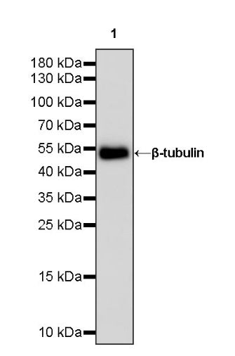 Goat Anti-Rabbit IgG(H+L) Recombinant pAb (min X Hu Sr Prot), HRP