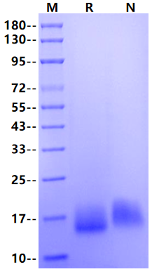 BCMA/TNFRSF17 His Tag Protein, Cynomolgus