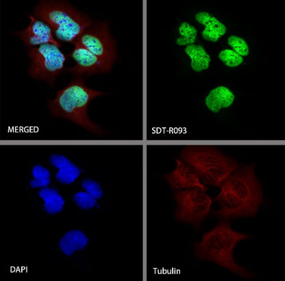 Propionyl-Histone H4 (Lys5) Recombinant Rabbit mAb (S-R093)