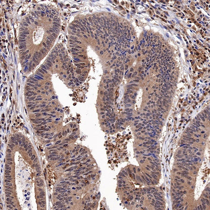 MEK1/2 Recombinant Rabbit mAb (S-834-101)