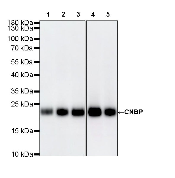 CNBP Recombinant Rabbit mAb (S-4288-3)