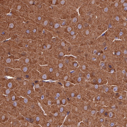 α-tubulin Mouse mAb (S-364-1)