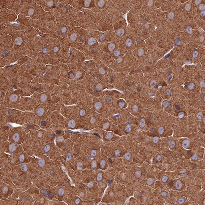 α-tubulin Mouse mAb (S-364-1)