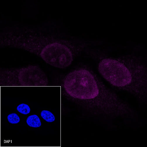 Ki67 Mouse mAb (Cy5 Conjugate) (S-606-33)