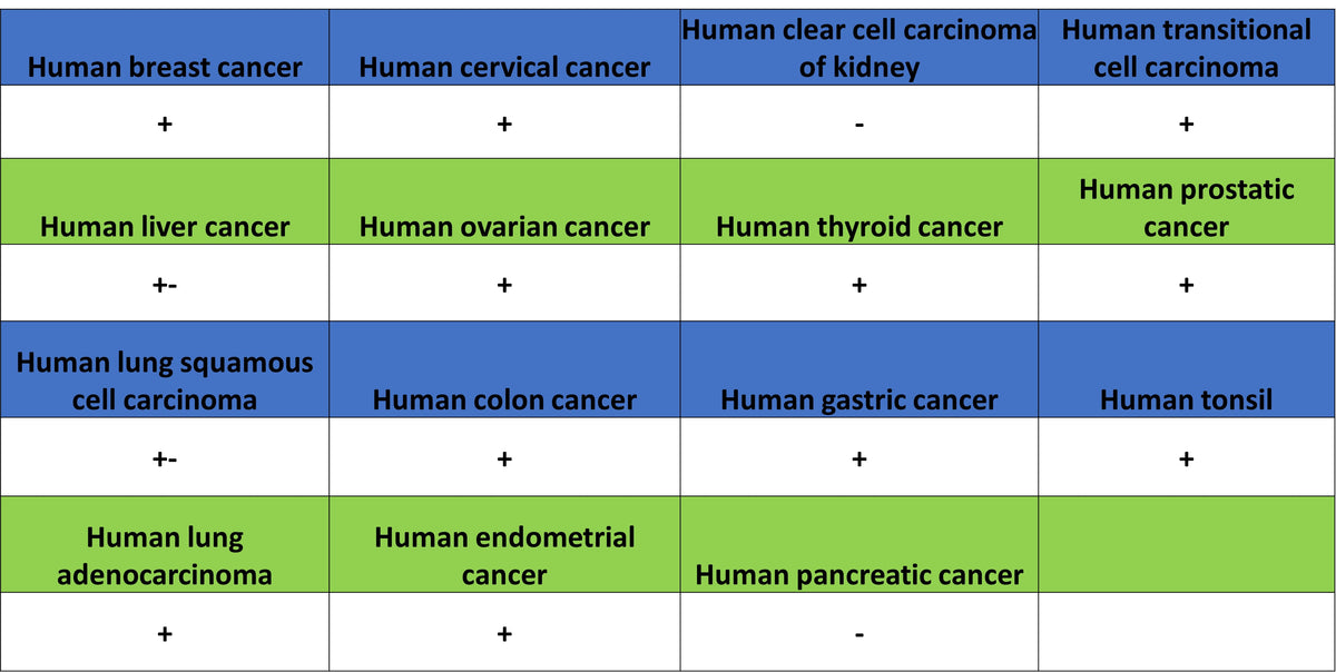 RFX5 Recombinant Rabbit mAb (S-3628-50)