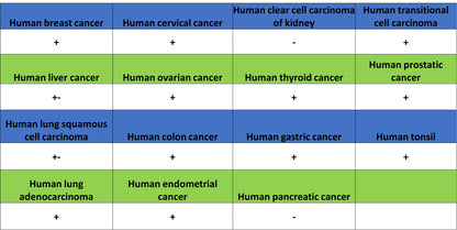 RFX5 Recombinant Rabbit mAb (S-3628-50)