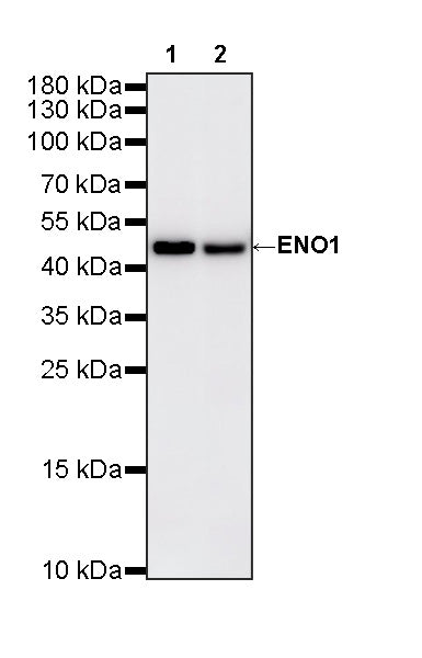 ENO1 Mouse mAb