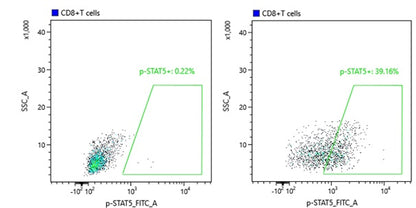 Phospho-Stat5 (Tyr694) Recombinant Rabbit mAb (S-1183-58)