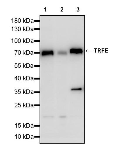 TRFE Rabbit Polyclonal Antibody