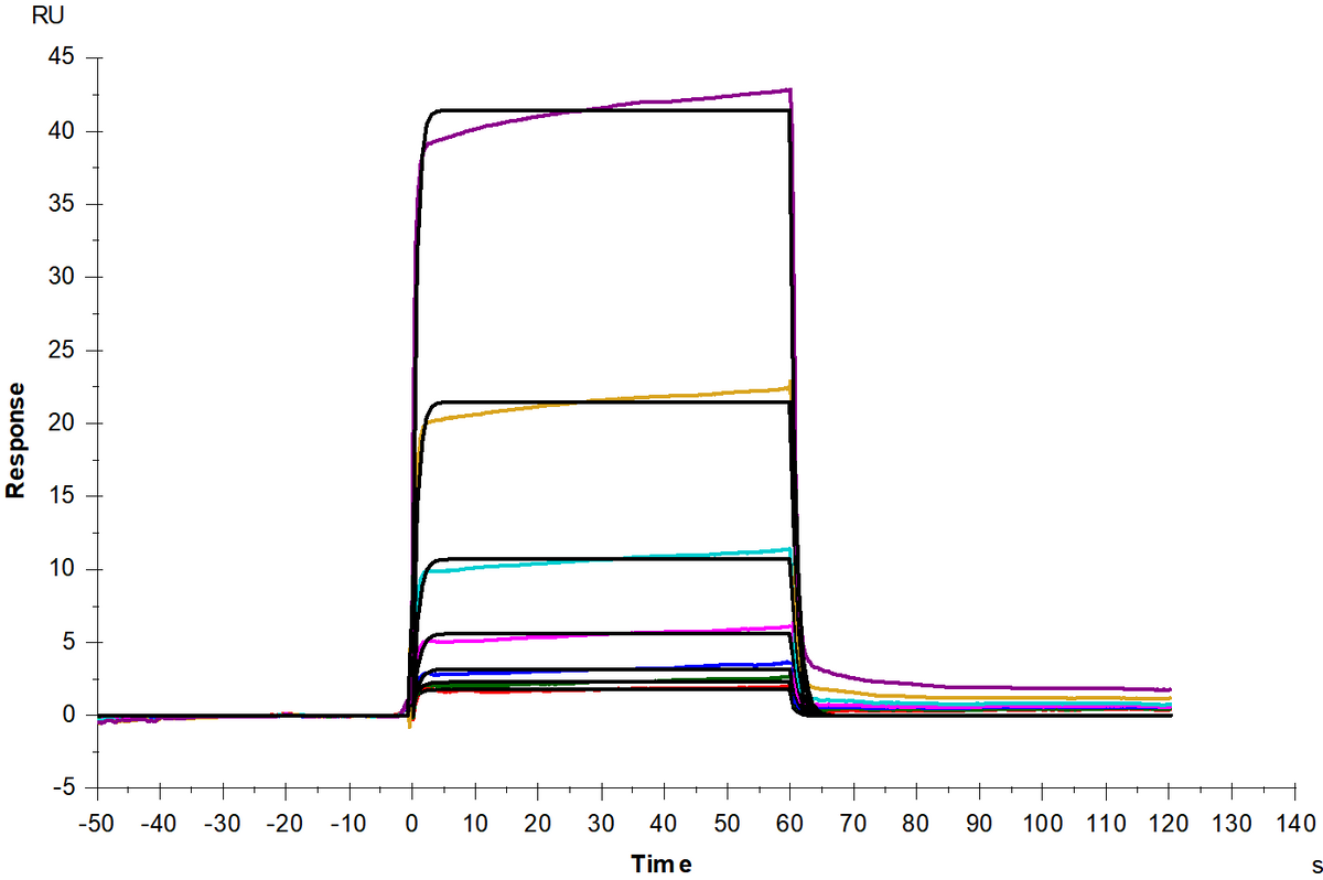 VSIG3/IGSF11 His Tag Protein, Human