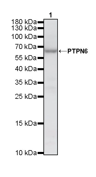 PTPN6 Rabbit Polyclonal Antibody