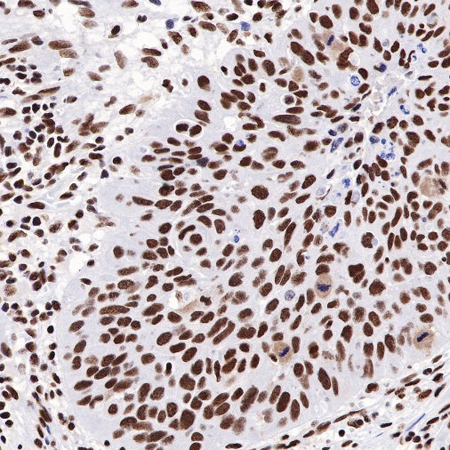 CREB Recombinant Rabbit mAb (S-747-60)