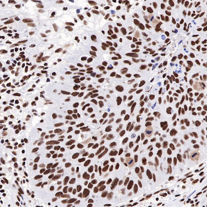 CREB Recombinant Rabbit mAb (S-747-60)