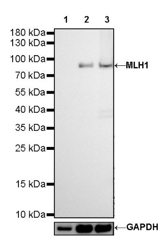 MLH1 Recombinant Rabbit mAb (SDT-112-50-2)