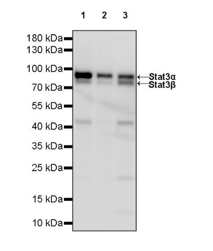 Stat3 Recombinant Rabbit mAb (S-1393-64)