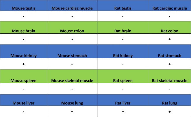 FOXA1 Recombinant Rabbit mAb, PBS Only  (SDT-2779-17)