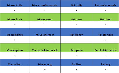 FOXA1 Recombinant Rabbit mAb, PBS Only  (SDT-2779-17)