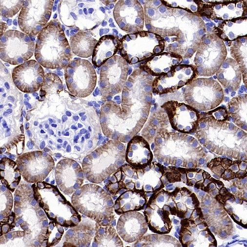 S-RMab® EpCAM Recombinant Rabbit mAb (SDT-078-128)