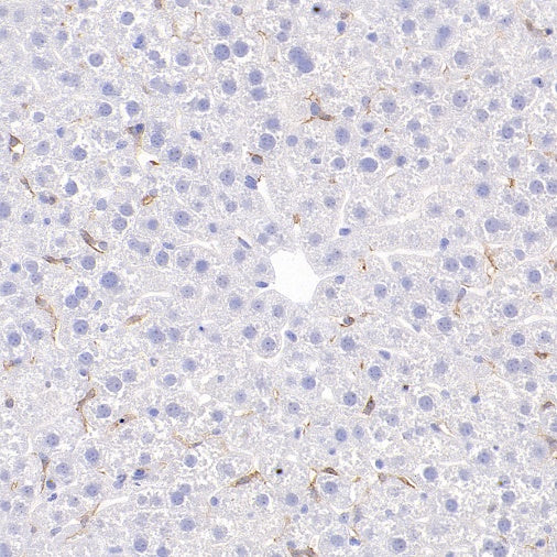 CSF-1R Rabbit Polyclonal Antibody