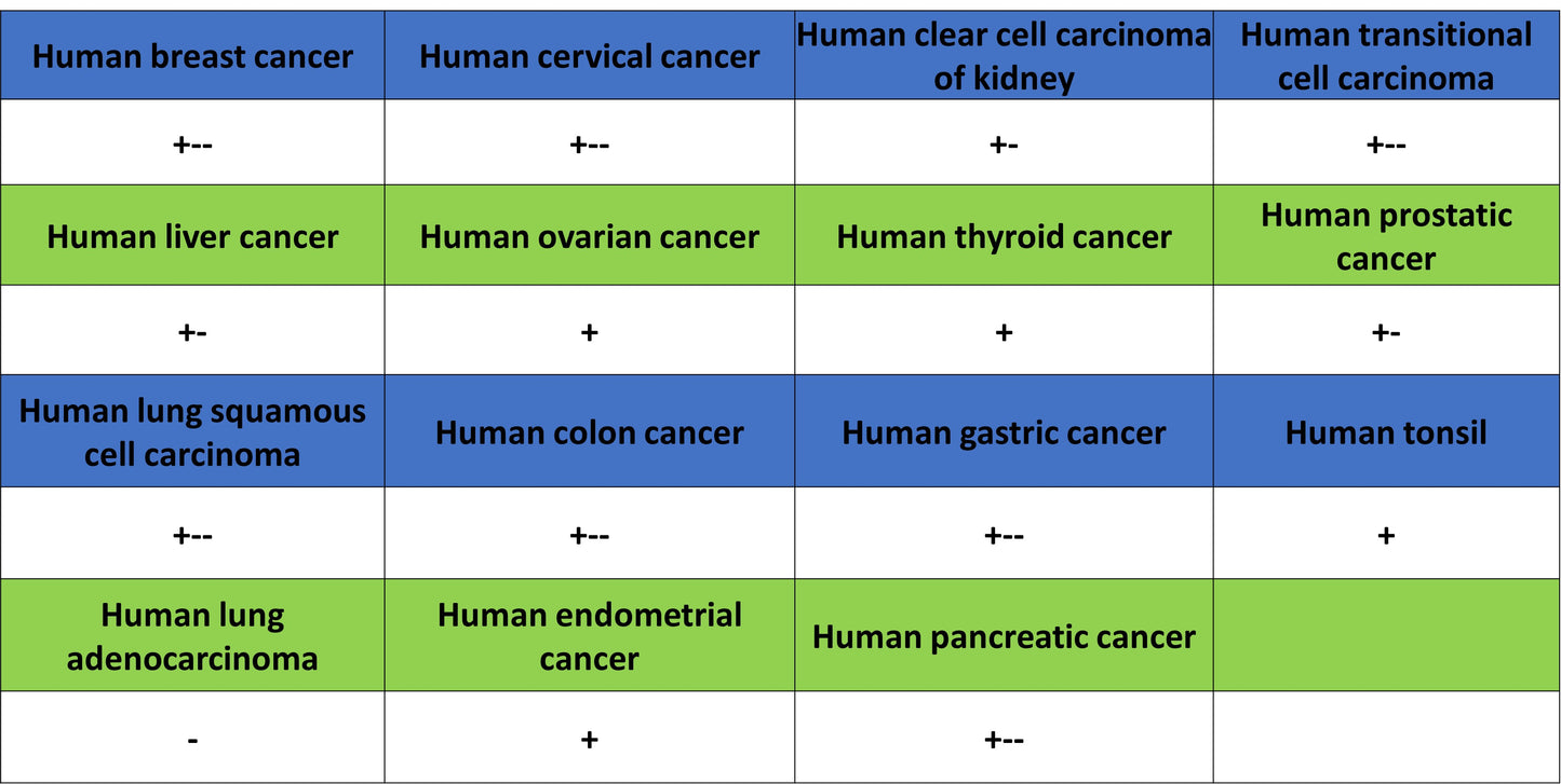 CD151 Recombinant Rabbit mAb (S-3235-104)