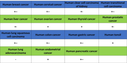 CD151 Recombinant Rabbit mAb (S-3235-104)