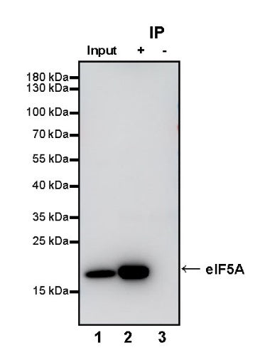 eIF5A Rabbit Polyclonal Antibody