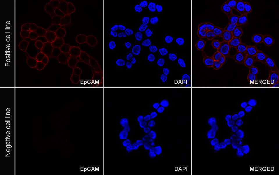 EpCAM Recombinant Rabbit mAb (PE Conjugate) (S-078-128)