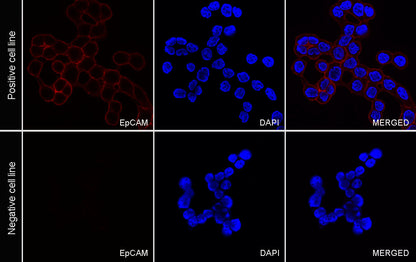 EpCAM Recombinant Rabbit mAb (PE Conjugate) (S-078-128)