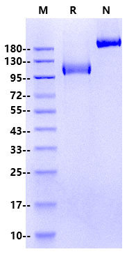 Flt-3/Flk-2 Protein, Human