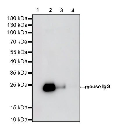 Rabbit Anti-Mouse/Rat IgG (Light chain specific) (HRP Conjugate)