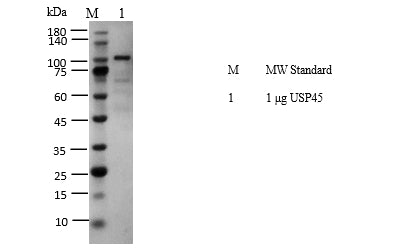 USP45 Protein